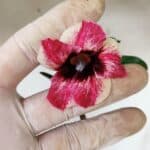 Planta Simples 2908 – 35cm – 03 anos