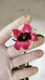 Planta Simples 2908 – 35cm – 03 anos