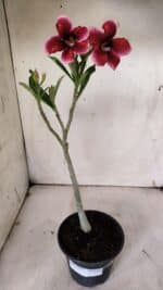 Planta Simples 2909 – 30cm – 02 anos - Imagem 2