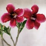 Planta Simples 2909 – 30cm – 02 anos