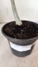 Planta Simples 2909 – 30cm – 02 anos - Imagem 8