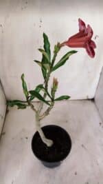 Planta Simples 2909 – 30cm – 02 anos - Imagem 7