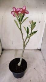 Planta Simples 2909 – 30cm – 02 anos - Imagem 6