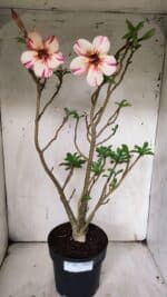 Planta Simples 2910 – 45cm – 03 anos - Imagem 2