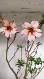 Planta Simples 2910 – 45cm – 03 anos - Imagem 4