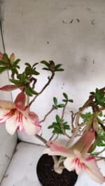 Planta Simples 2910 – 45cm – 03 anos - Imagem 5