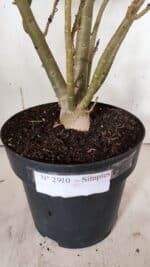 Planta Simples 2910 – 45cm – 03 anos - Imagem 9