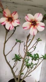 Planta Simples 2910 – 45cm – 03 anos