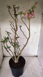 Planta Simples 2910 – 45cm – 03 anos - Imagem 7