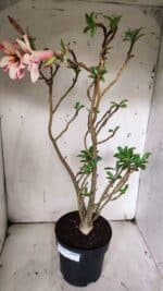 Planta Simples 2910 – 45cm – 03 anos - Imagem 6