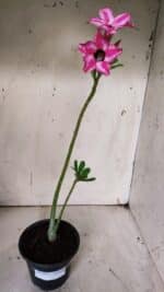 Planta Simples 2911 – 30cm – 02 anos - Imagem 2