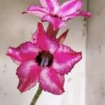 Planta Simples 2911 – 30cm – 02 anos