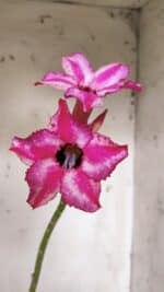 Planta Simples 2911 – 30cm – 02 anos