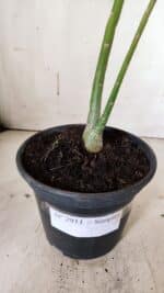 Planta Simples 2911 – 30cm – 02 anos - Imagem 7