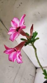 Planta Simples 2911 – 30cm – 02 anos - Imagem 5