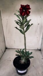 Planta Simples 2912 – 30cm – 02 anos - vaso 15 - Imagem 2