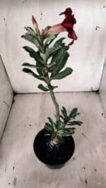 Planta Simples 2912 – 30cm – 02 anos - vaso 15 - Imagem 5