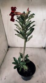 Planta Simples 2912 – 30cm – 02 anos - vaso 15 - Imagem 4