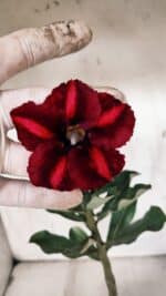 Planta Simples 2912 – 30cm – 02 anos - vaso 15