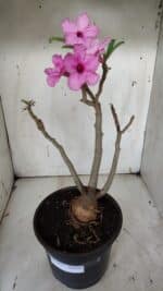 Planta Simples 2912 – 40cm – 03 anos - vaso 20 - Imagem 2