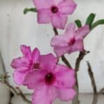 Planta Simples 2912 – 40cm – 03 anos - vaso 20