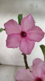 Planta Simples 2912 – 40cm – 03 anos - vaso 20 - Imagem 3