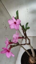 Planta Simples 2912 – 40cm – 03 anos - vaso 20 - Imagem 6