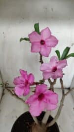 Planta Simples 2912 – 40cm – 03 anos - vaso 20 - Imagem 5