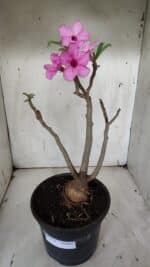 Planta Simples 2912 – 40cm – 03 anos - vaso 20 - Imagem 10