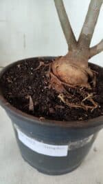 Planta Simples 2912 – 40cm – 03 anos - vaso 20 - Imagem 9