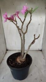 Planta Simples 2912 – 40cm – 03 anos - vaso 20 - Imagem 8