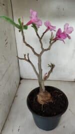 Planta Simples 2912 – 40cm – 03 anos - vaso 20 - Imagem 7