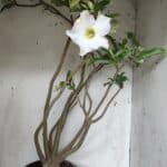 Planta Simples 2913 – 55cm – 05 anos