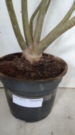 Planta Simples 2913 – 55cm – 05 anos - Imagem 10