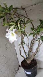 Planta Simples 2913 – 55cm – 05 anos - Imagem 6