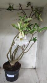 Planta Simples 2913 – 55cm – 05 anos - Imagem 9