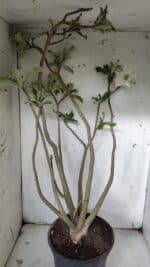 Planta Simples 2913 – 55cm – 05 anos - Imagem 7