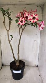 Planta Simples 2914 – 50cm – 03 anos - Imagem 7