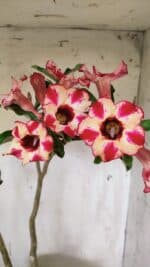 Planta Simples 2914 – 50cm – 03 anos - Imagem 5