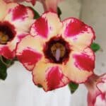 Planta Simples 2914 – 50cm – 03 anos