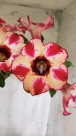 Planta Simples 2914 – 50cm – 03 anos