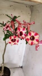 Planta Simples 2914 – 50cm – 03 anos - Imagem 6