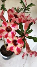 Planta Simples 2914 – 50cm – 03 anos - Imagem 4