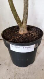 Planta Simples 2914 – 50cm – 03 anos - Imagem 9