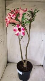 Planta Simples 2914 – 50cm – 03 anos - Imagem 8