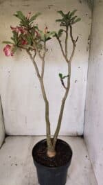 Planta Simples 2914 – 50cm – 03 anos - Imagem 2