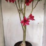 Planta Simples 2915 – 50cm – 03 anos