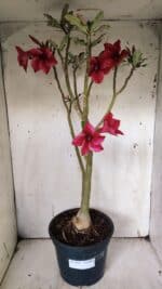 Planta Simples 2915 – 50cm – 03 anos