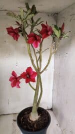 Planta Simples 2915 – 50cm – 03 anos - Imagem 6