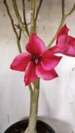 Planta Simples 2915 – 50cm – 03 anos - Imagem 5